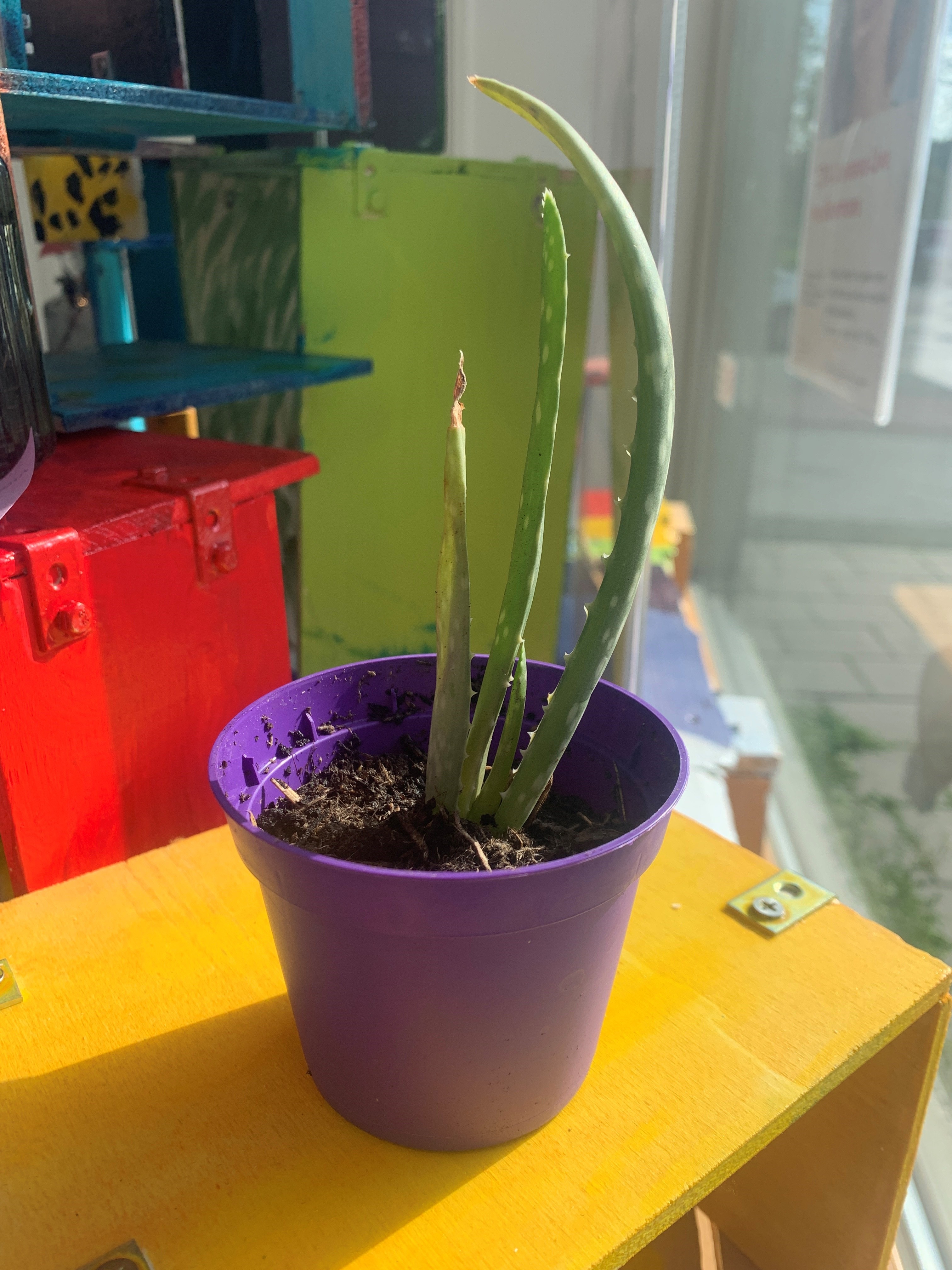 Aloe Vera